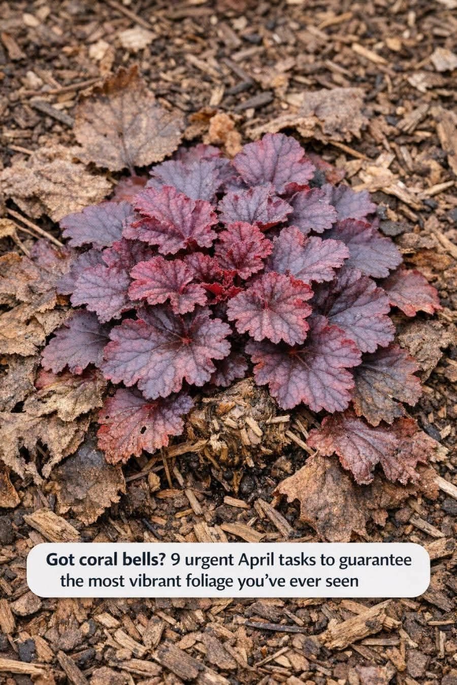 Got Coral Bells? 10 Essential Tasks You Must Do This June to Keep Them Thriving Through Brutal Summer Heat