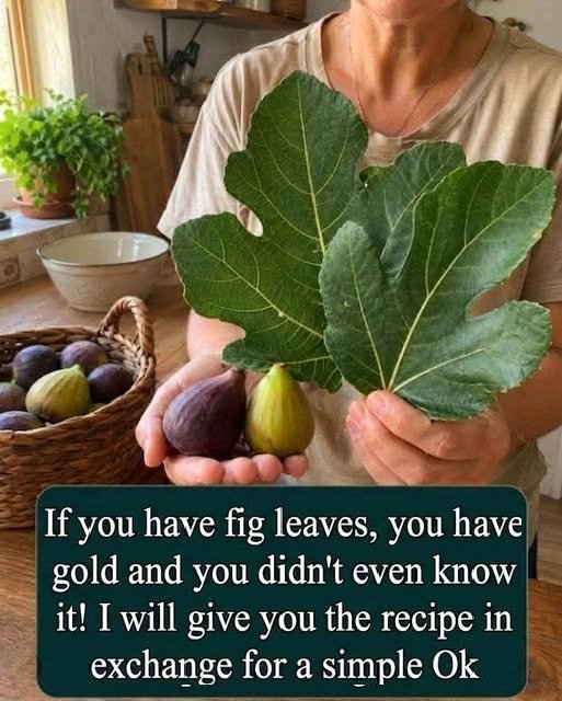 Fig Leaves: The Forgotten Part of the Fig Tree That Has Been Valued for Generations